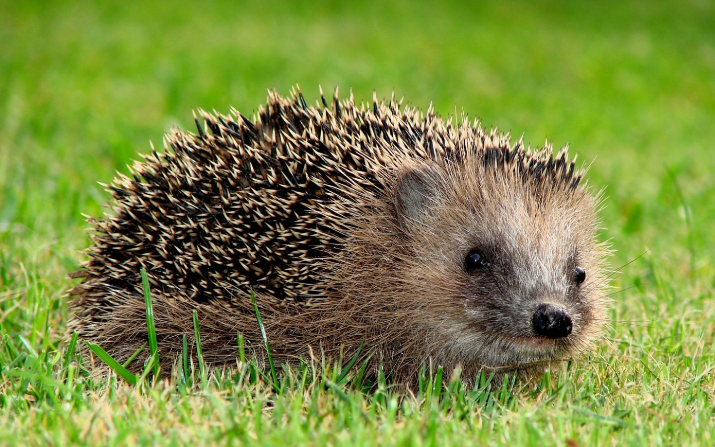 Seniorennachmittag - Après-midi des seniors